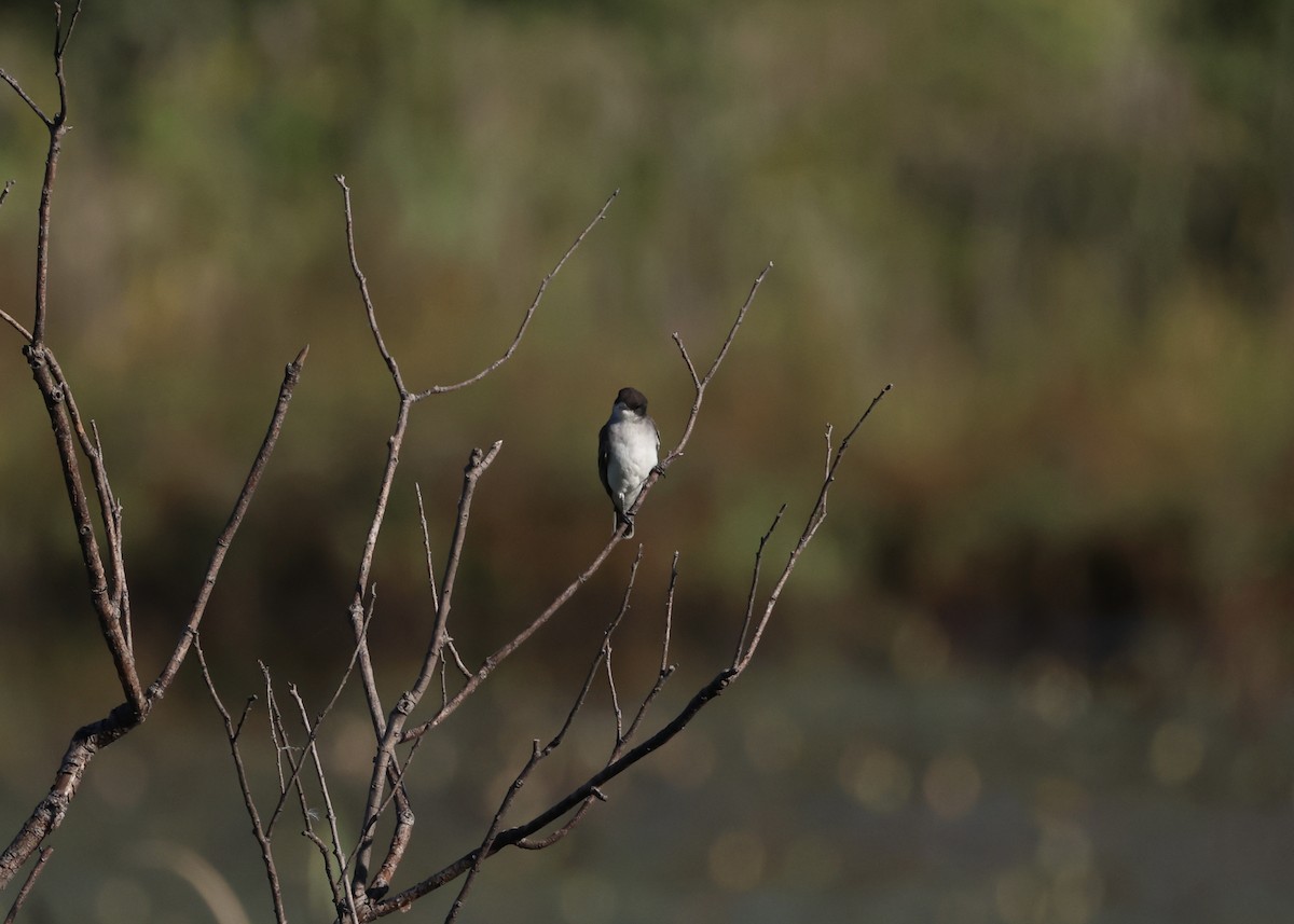 Tirano Oriental - ML647654737