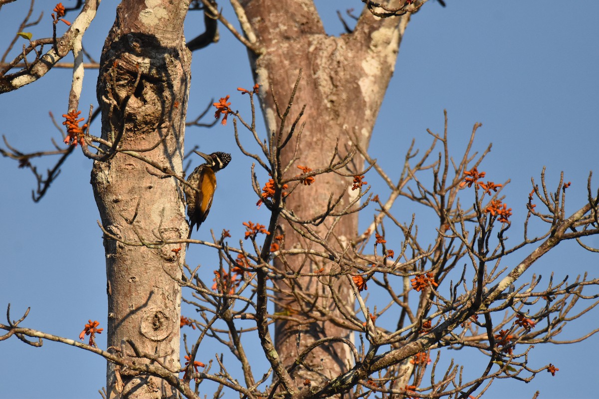 Большой дятел-султан - ML647654747