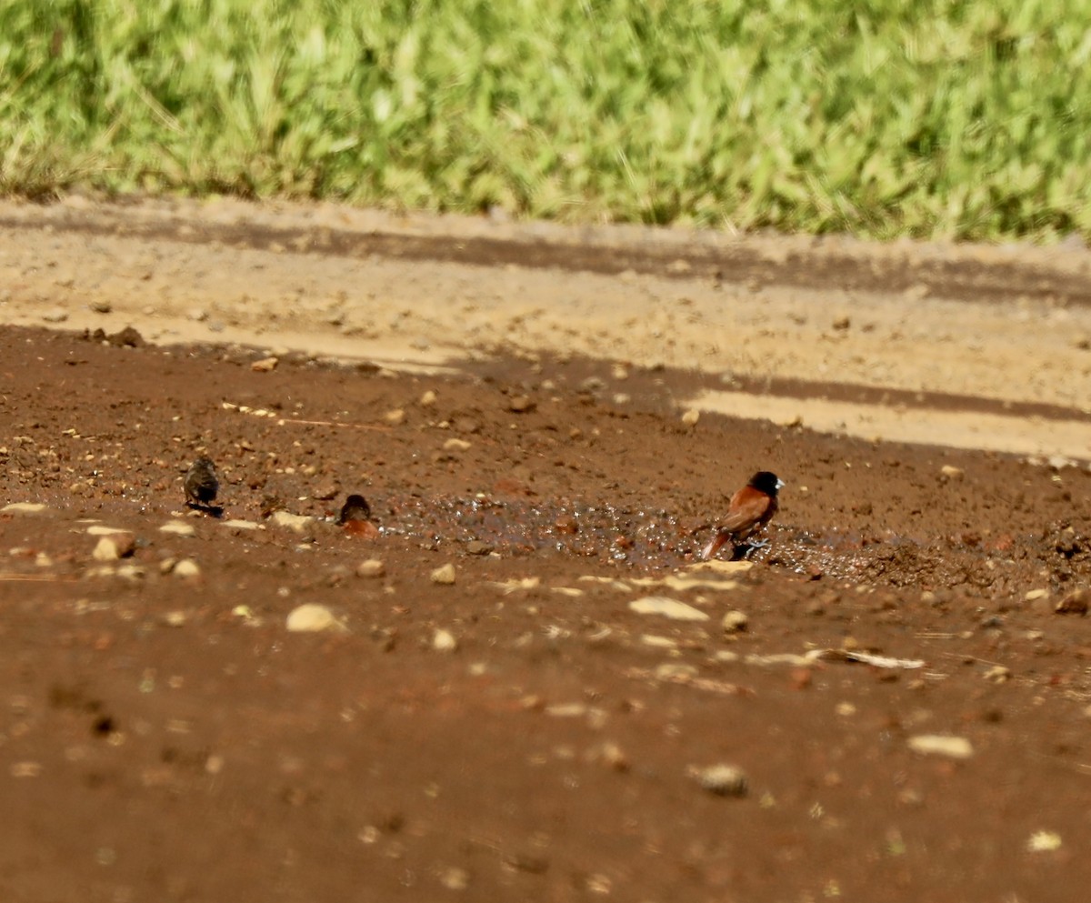 Capucin à tête noire - ML647654754