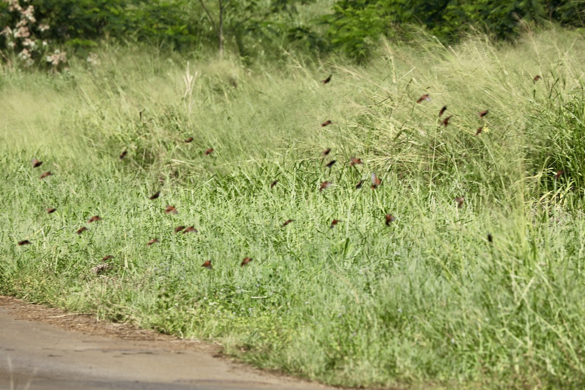 Capucin à tête noire - ML647654756