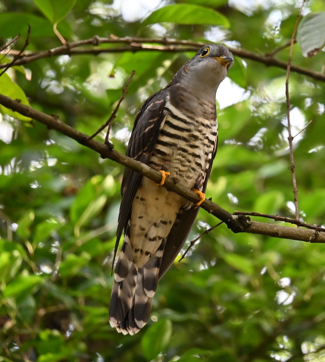 Индийская кукушка - ML647654759