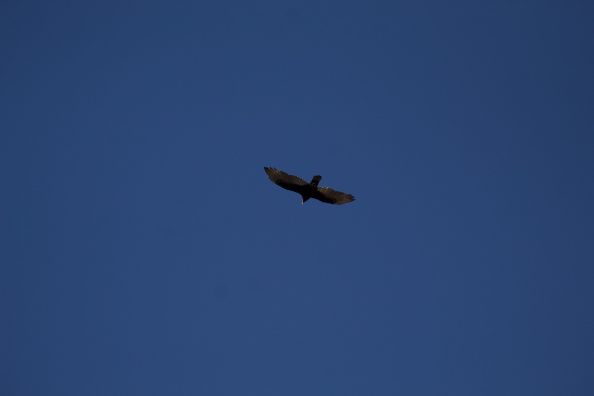 Turkey Vulture - ML647654762