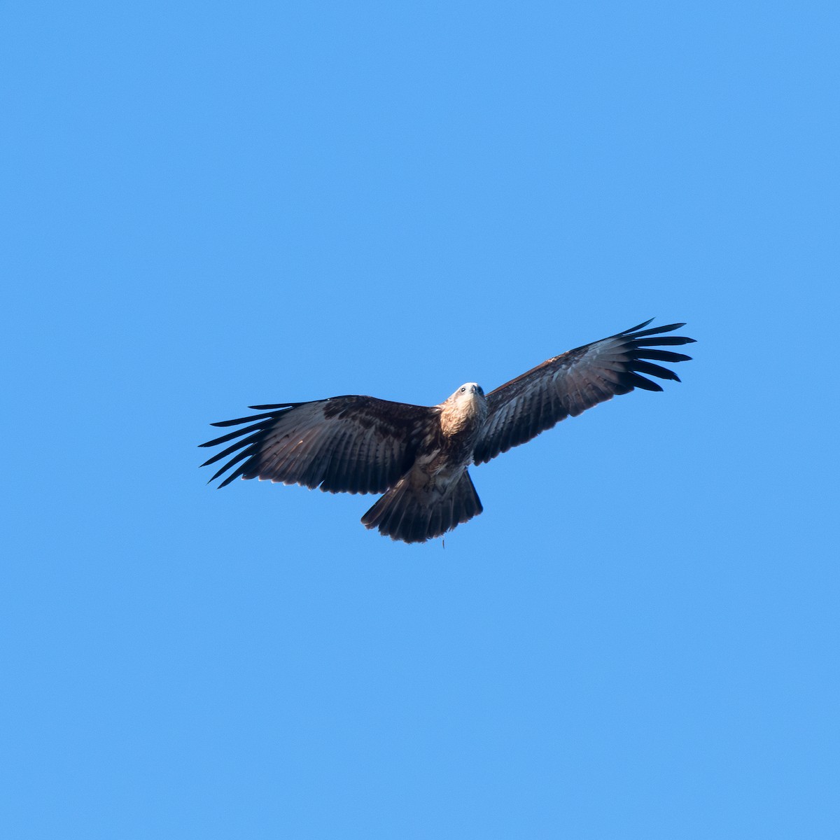 Чёрный коршун - ML647654763