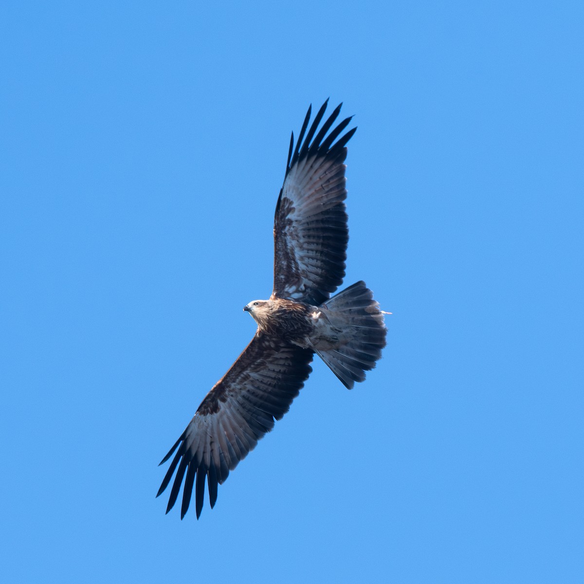 Чёрный коршун - ML647654764