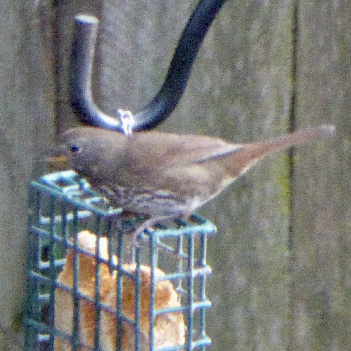 Пестрогрудая овсянка - ML647654765