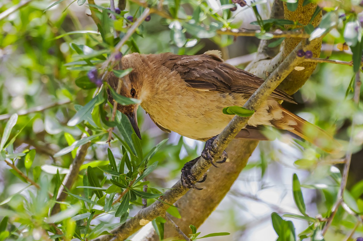 Рыжий печник - ML647654766