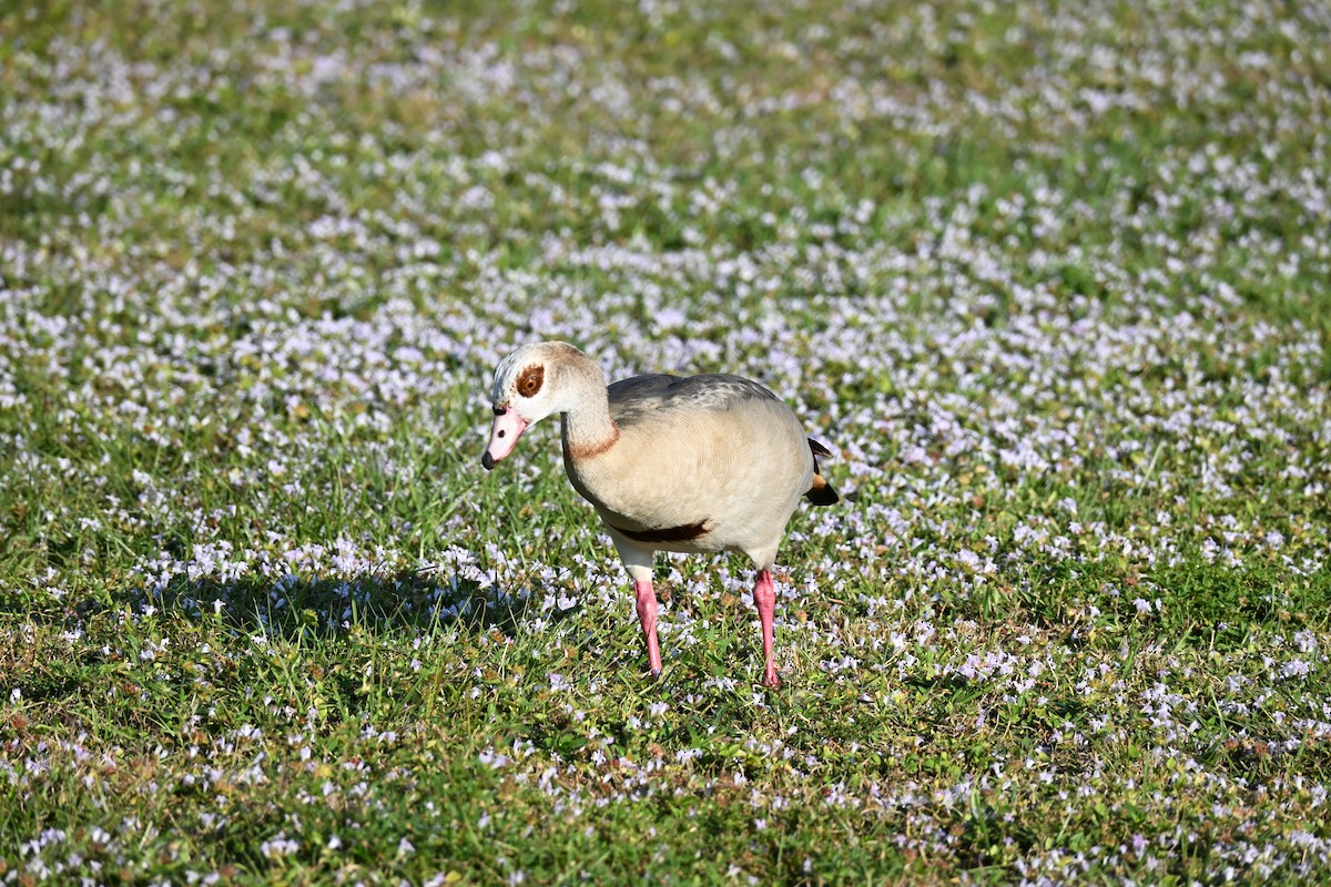 Нильский гусь - ML647654767