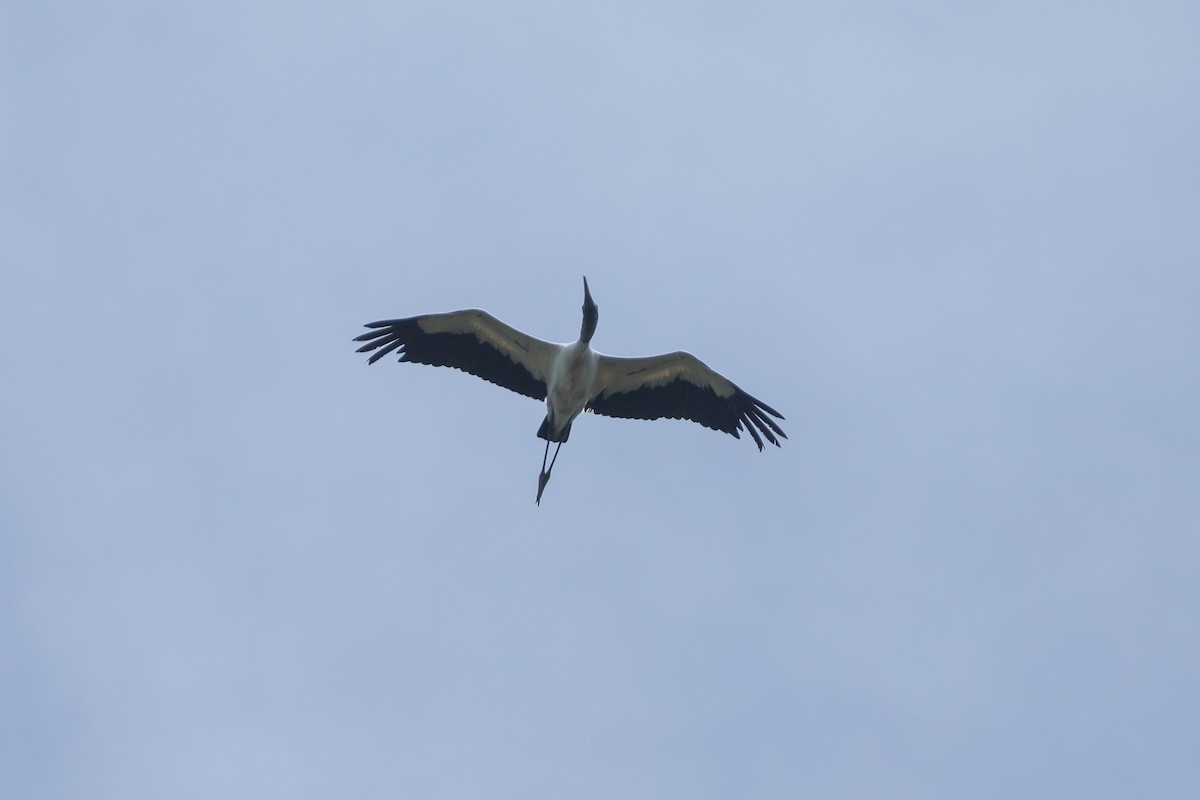 Американский клювач - ML647654768