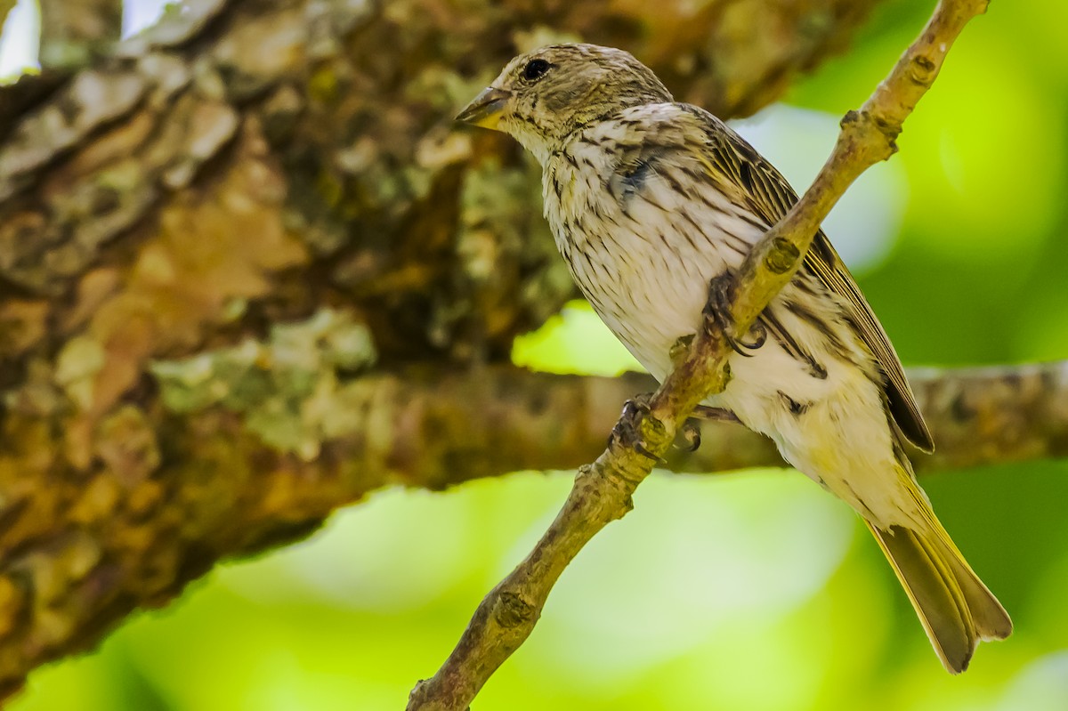 Шафрановый зерноед - ML647654769