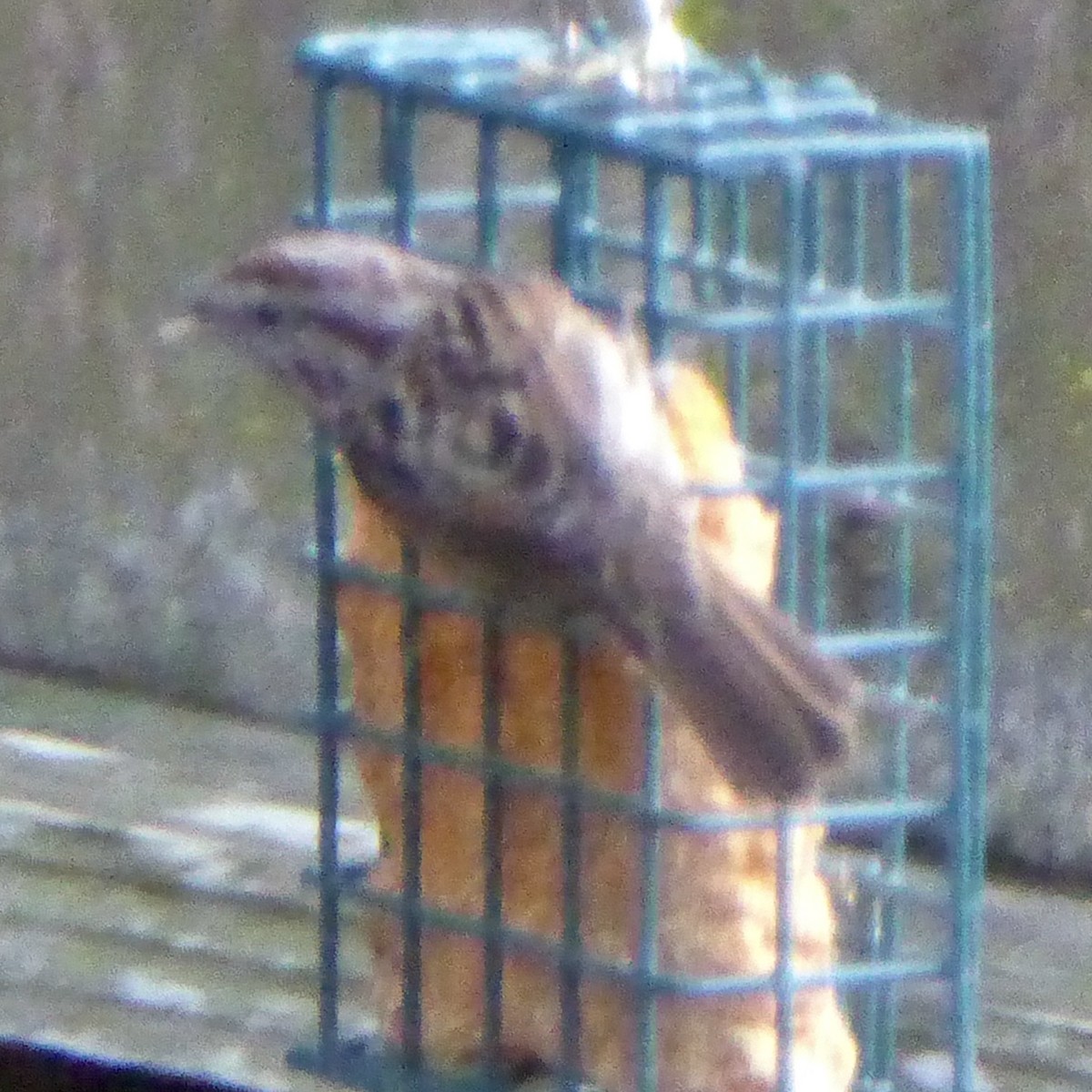 Певчая овсянка - ML647654770