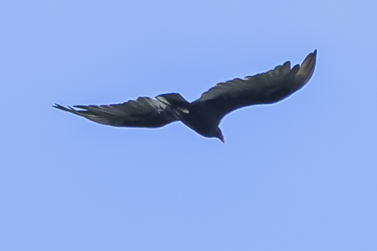 Катарта-индейка - ML647654771