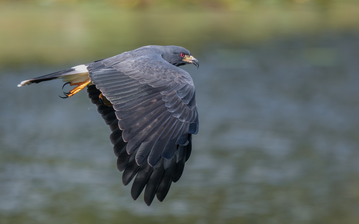 Коршун-слизнеед - ML647654772