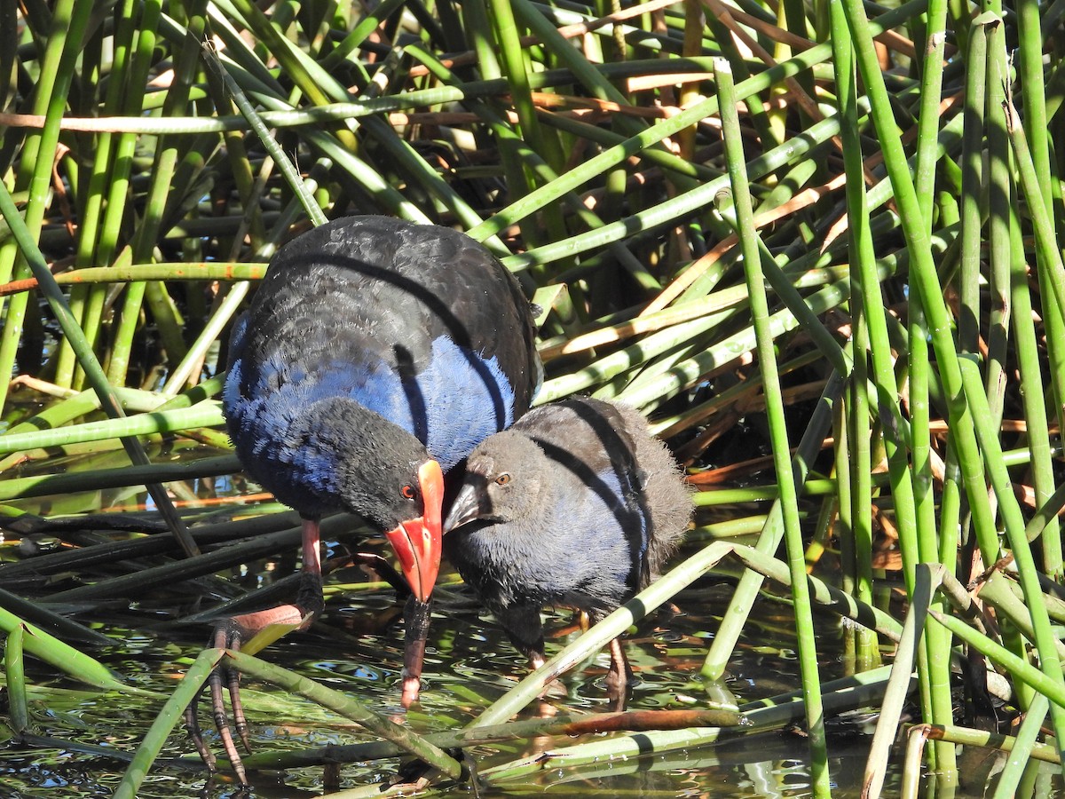 Австралийская султанка - ML647654778