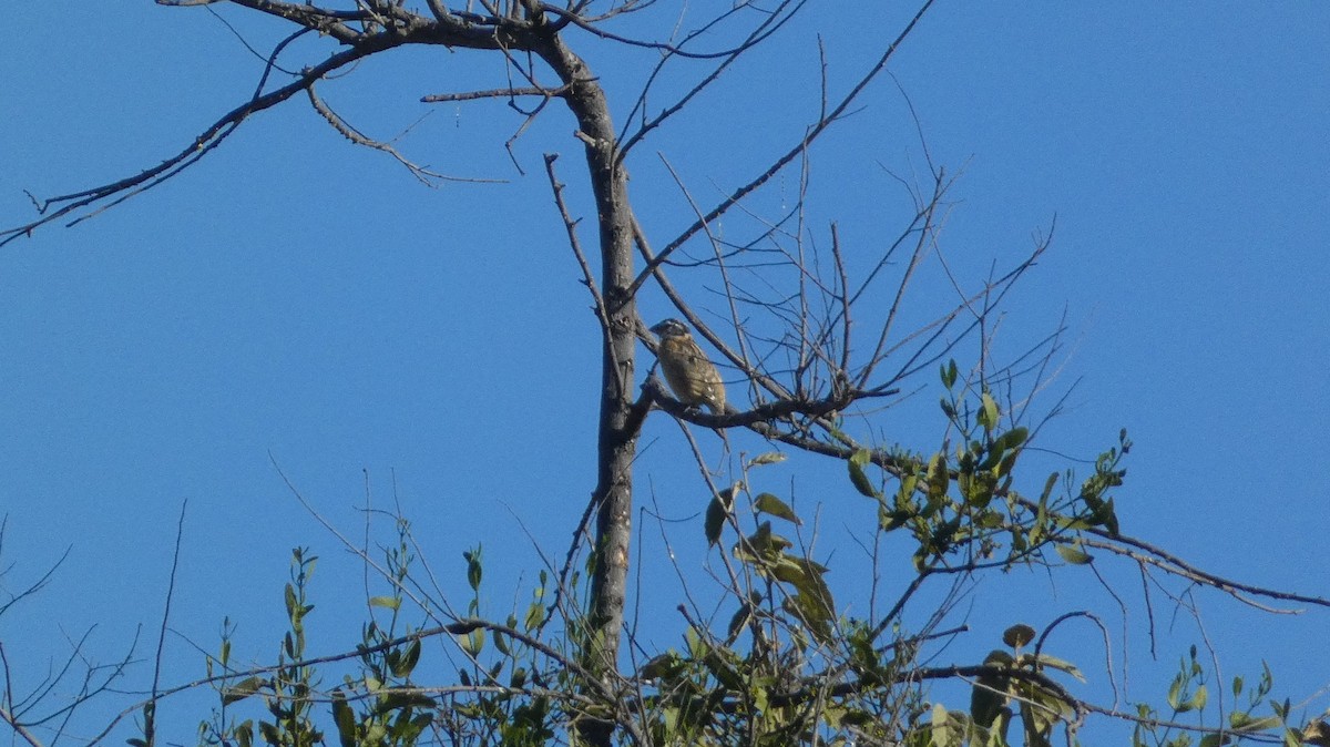 Черноголовый толстонос - ML647654779