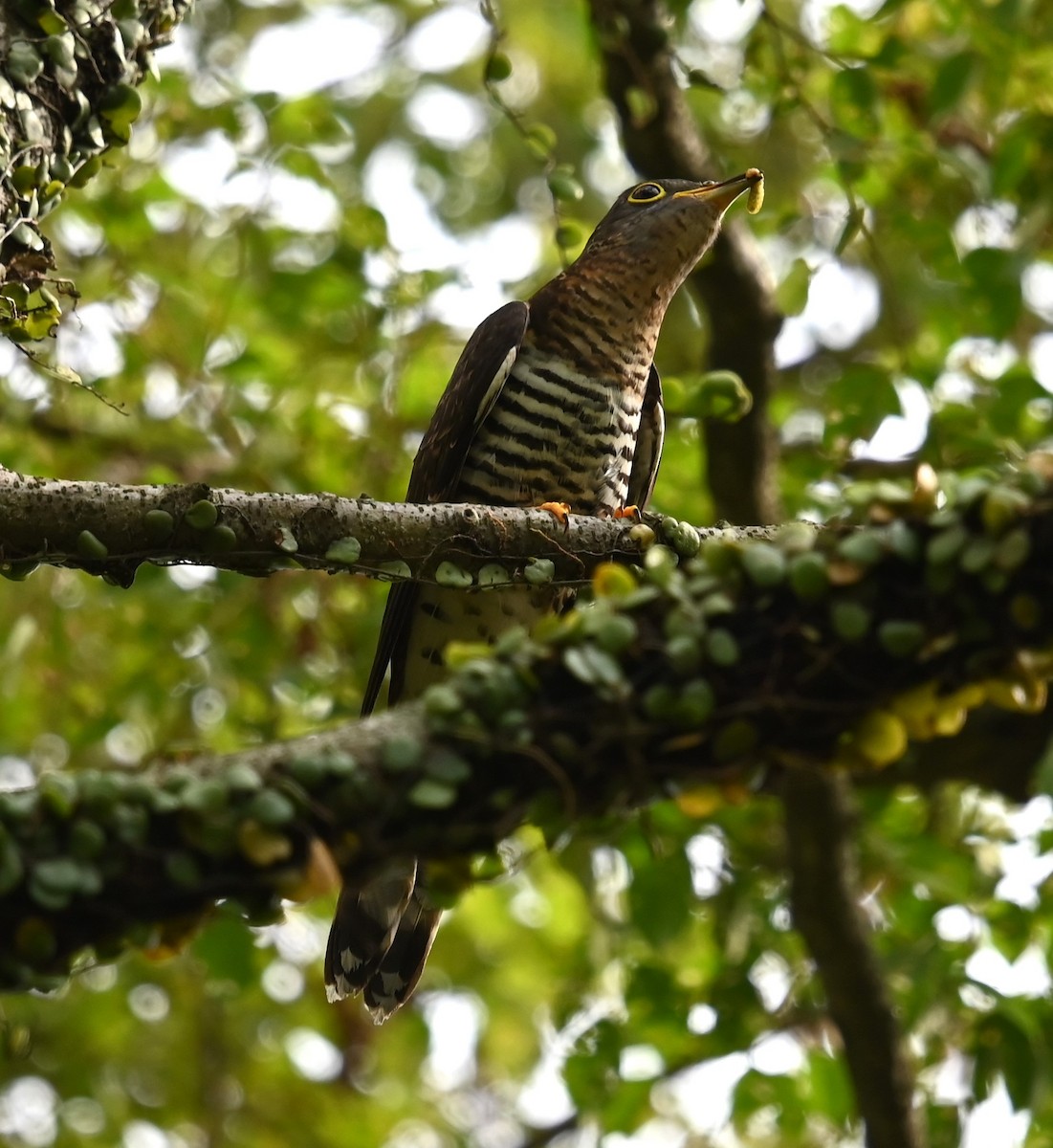 Индийская кукушка - ML647654782