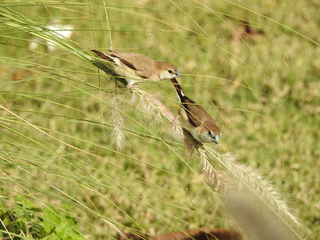 Малабарская амадина - ML647654783