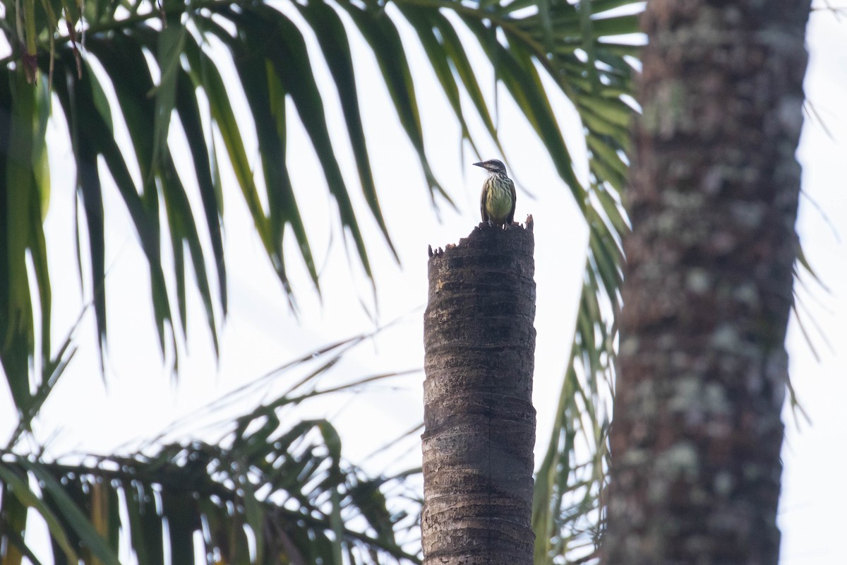 Мексиканский бентеви - ML647654785