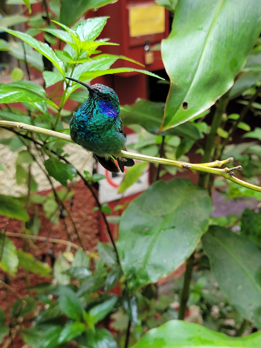 Зелоногрудый фиалкоух - ML647654788