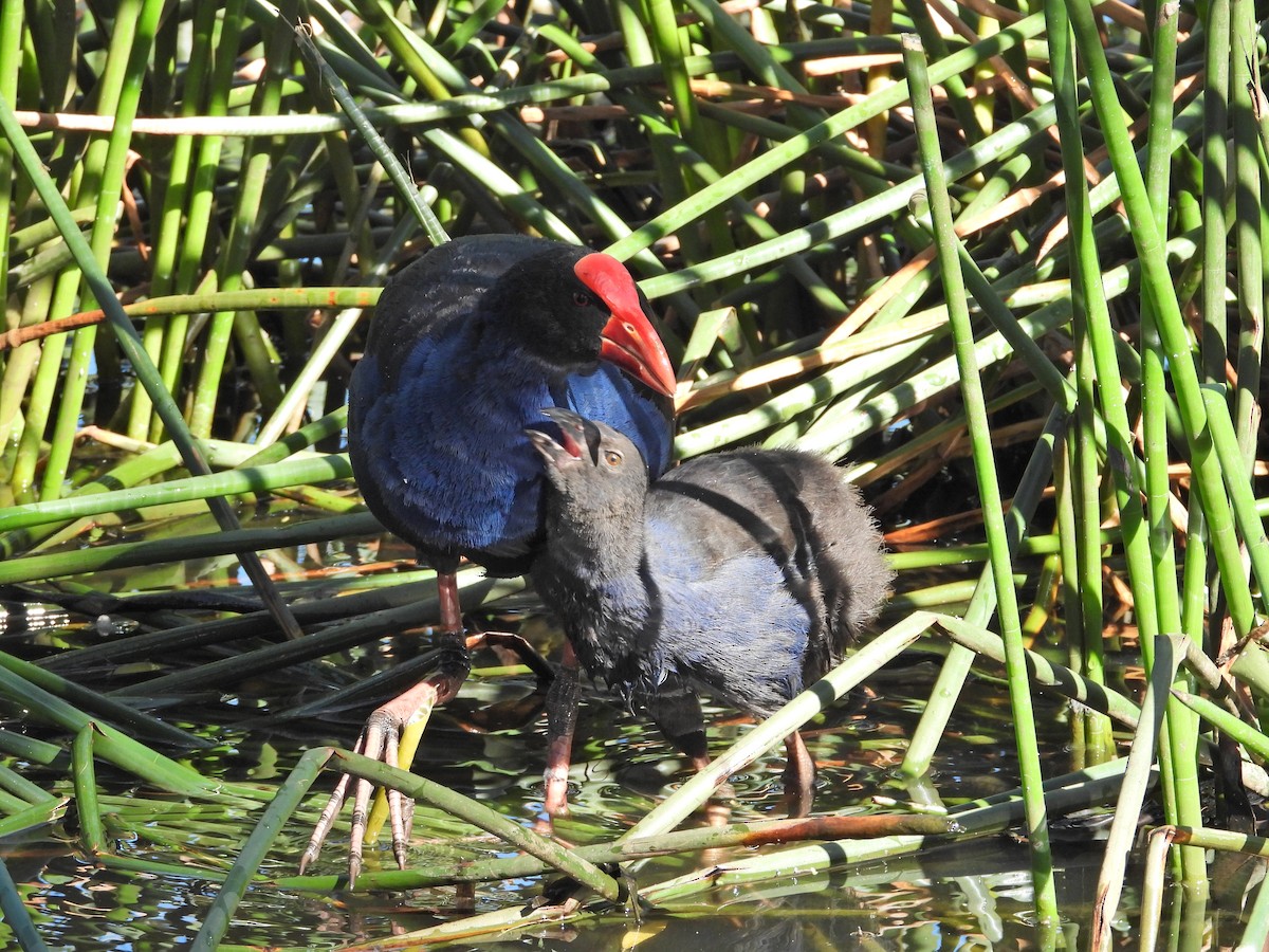 Австралийская султанка - ML647654789