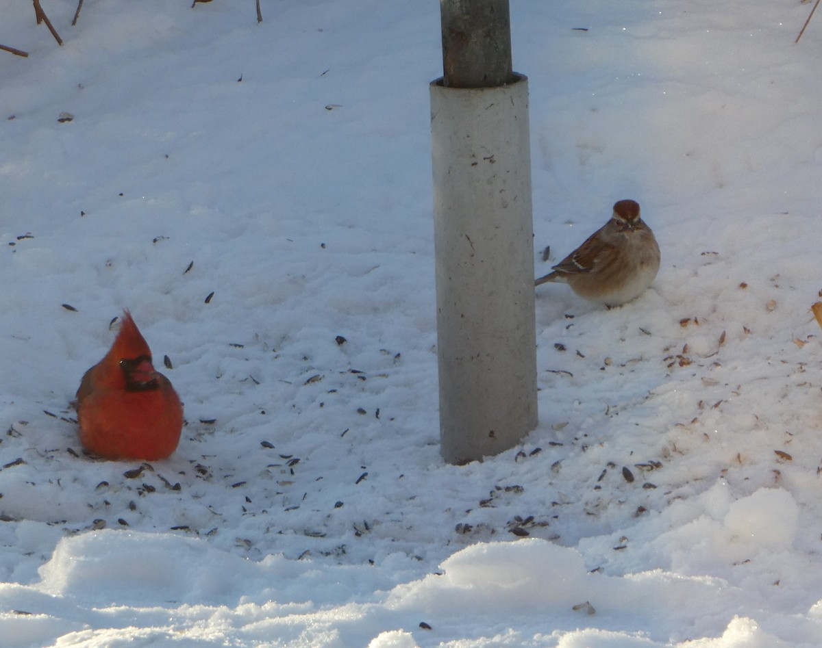 Красный кардинал - ML647654790