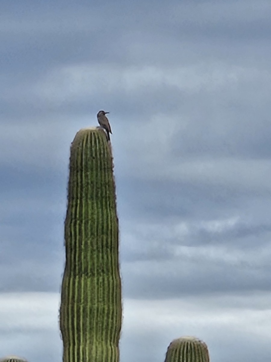 Кактусовый дятел - ML647654791