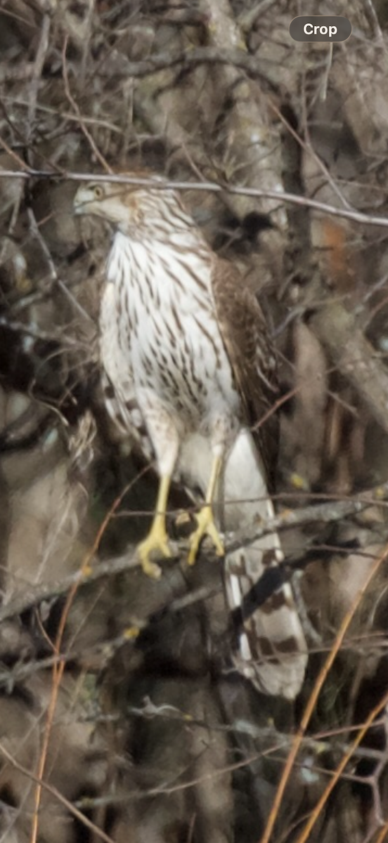 Куперов ястреб - ML647654793