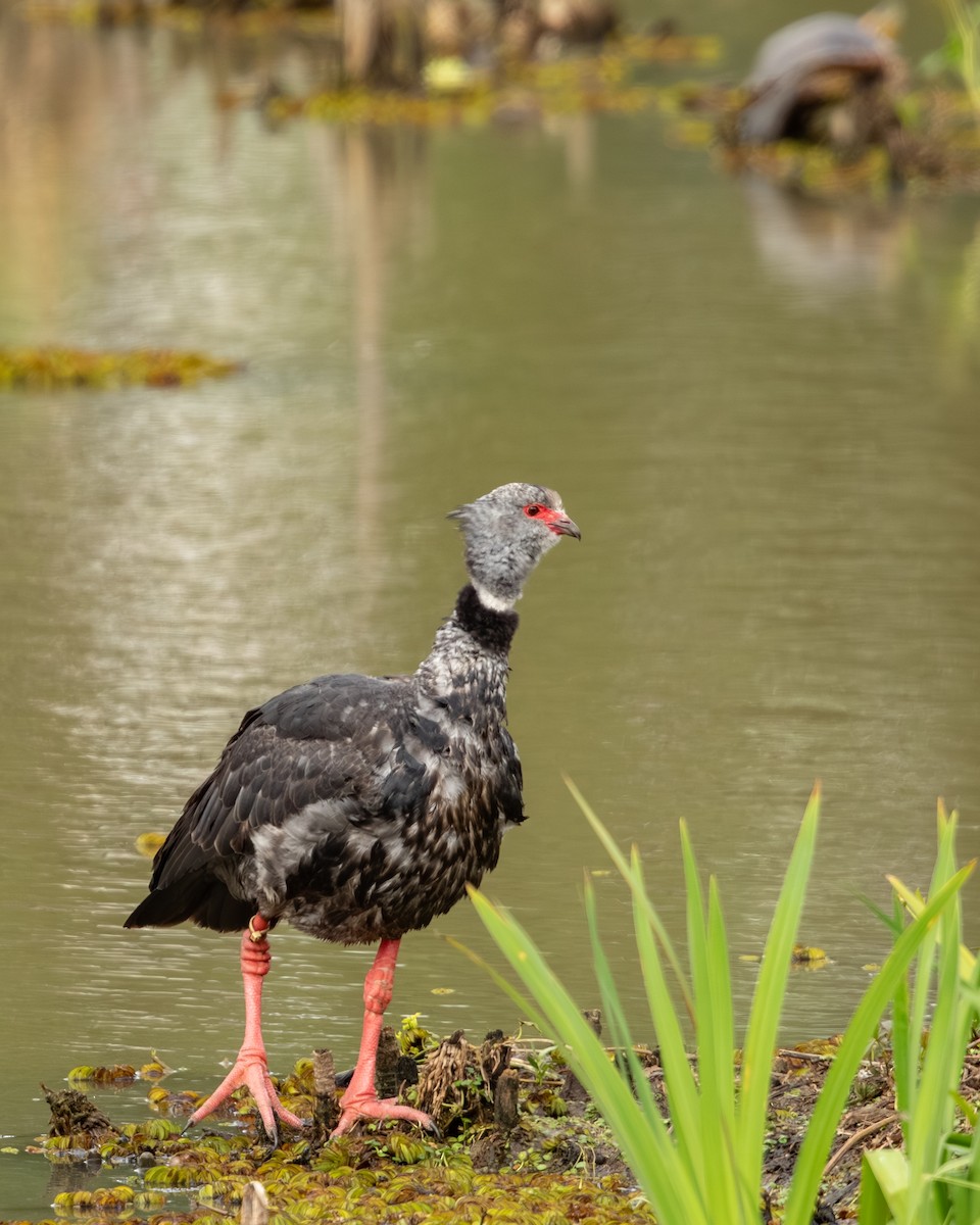 Southern Screamer - ML647654816