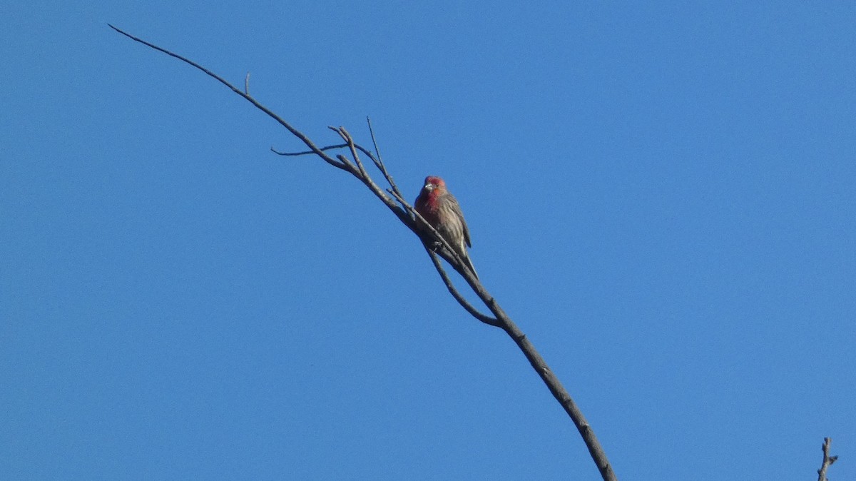 Чечевиця садова - ML647654823
