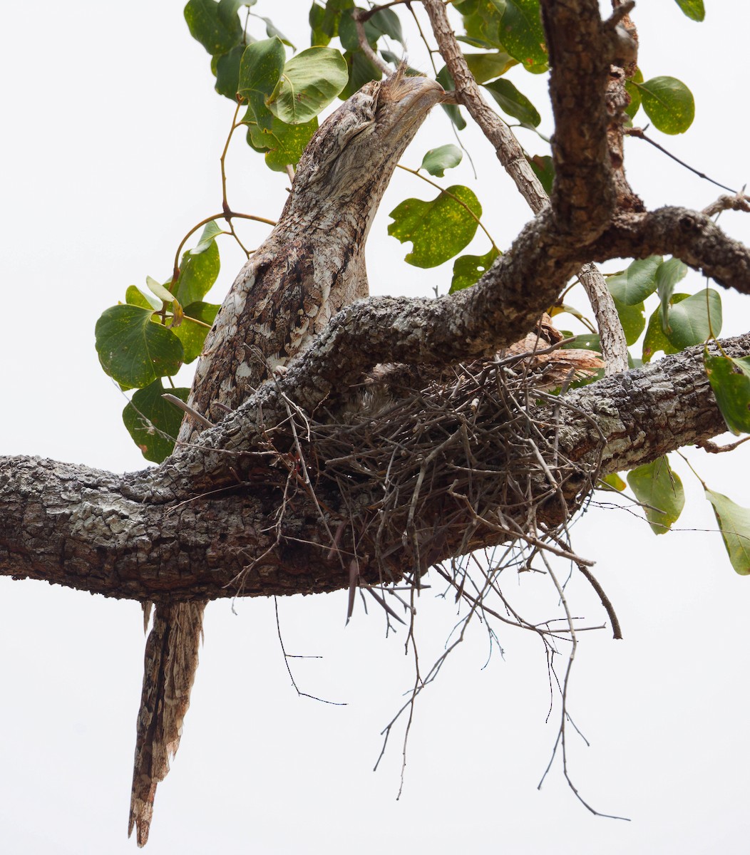 Papuan Frogmouth - ML647654834