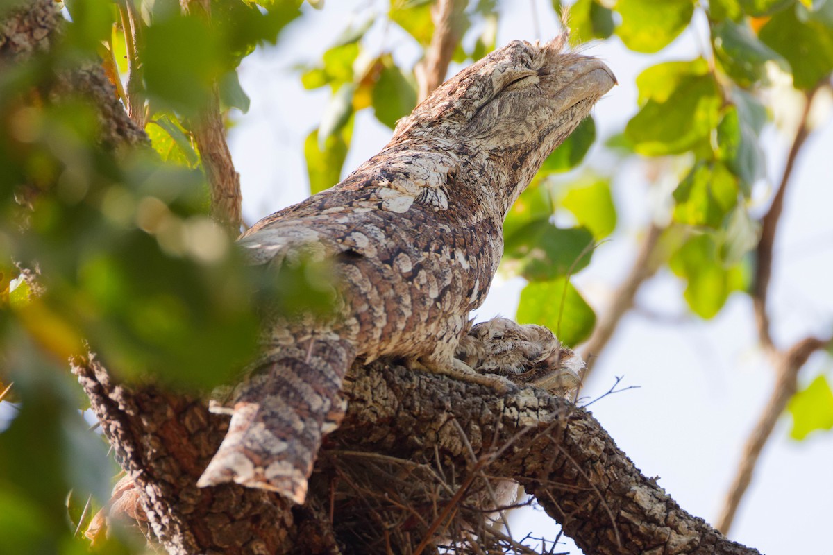 Papuan Frogmouth - ML647654835