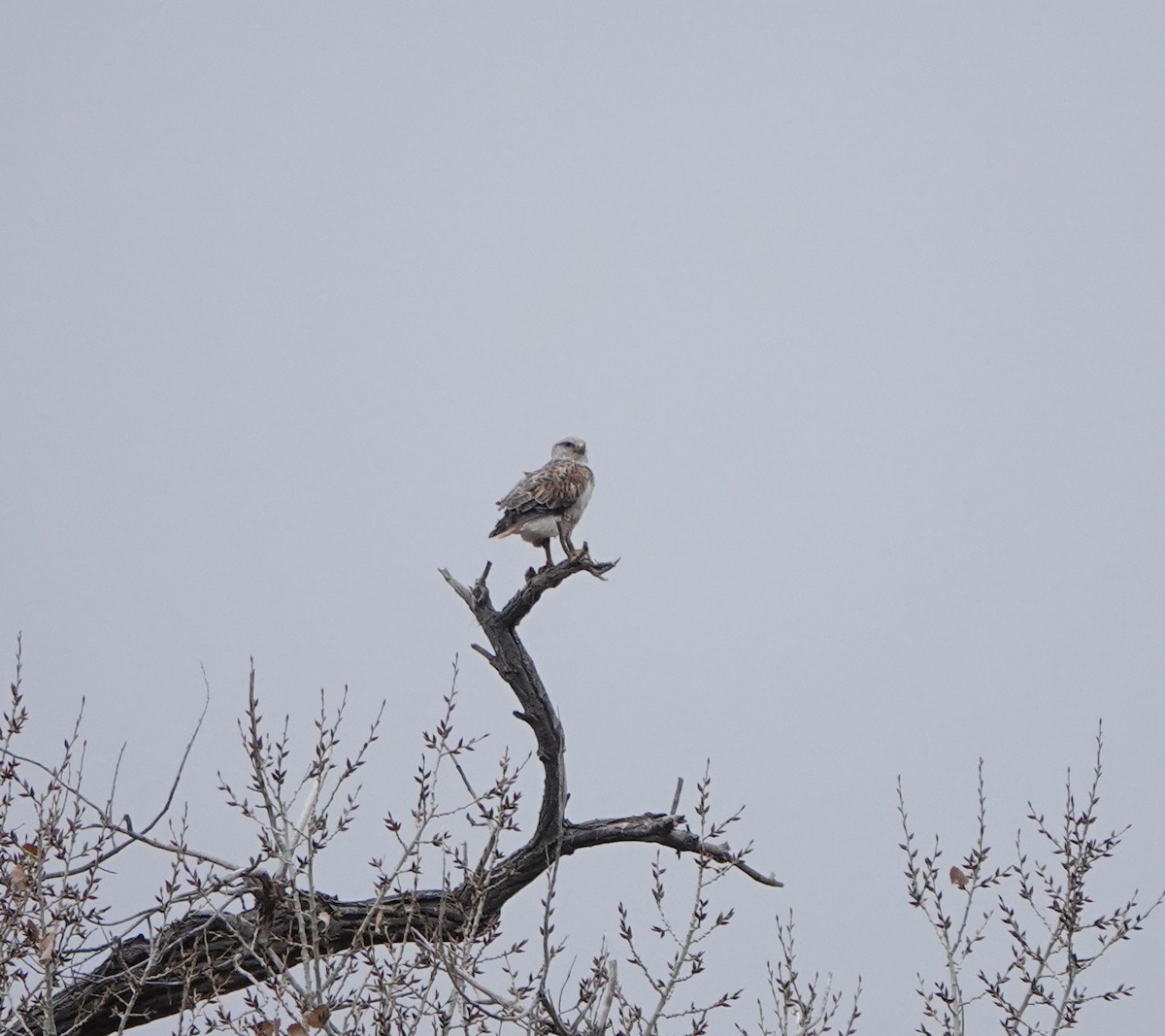 Ferruginous Hawk - ML647654846