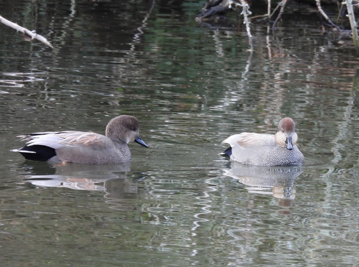 Canard chipeau - ML647654852