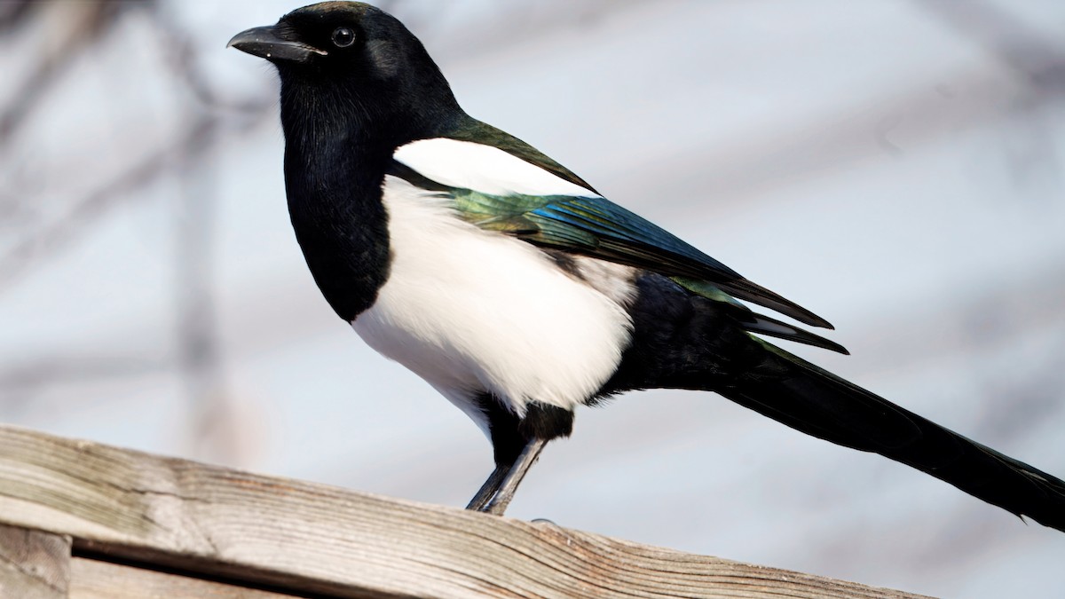 Сорока канадська - ML647654895