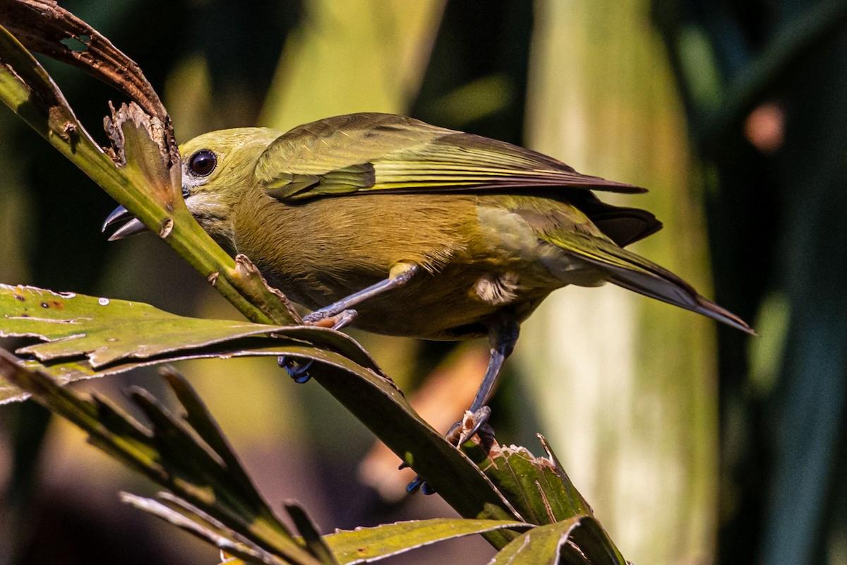 Tangara Palmera - ML647654963