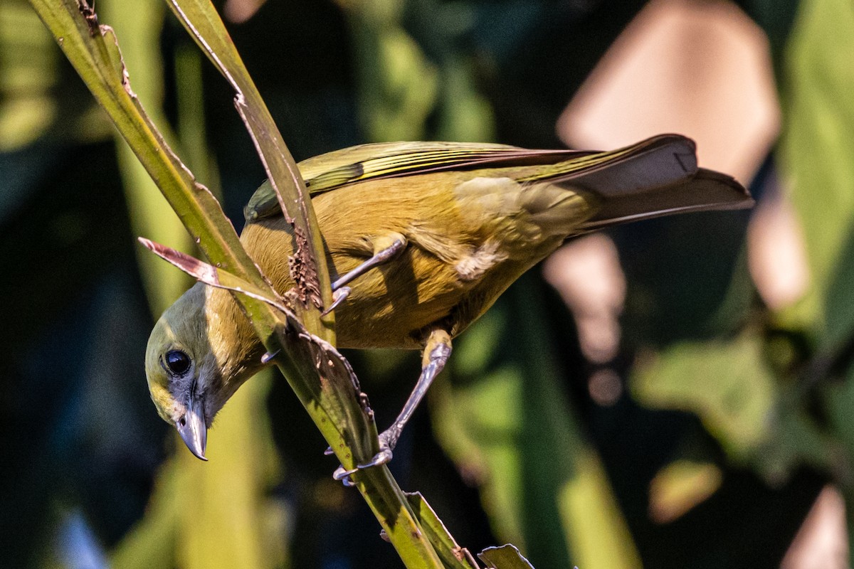 Tangara Palmera - ML647654975