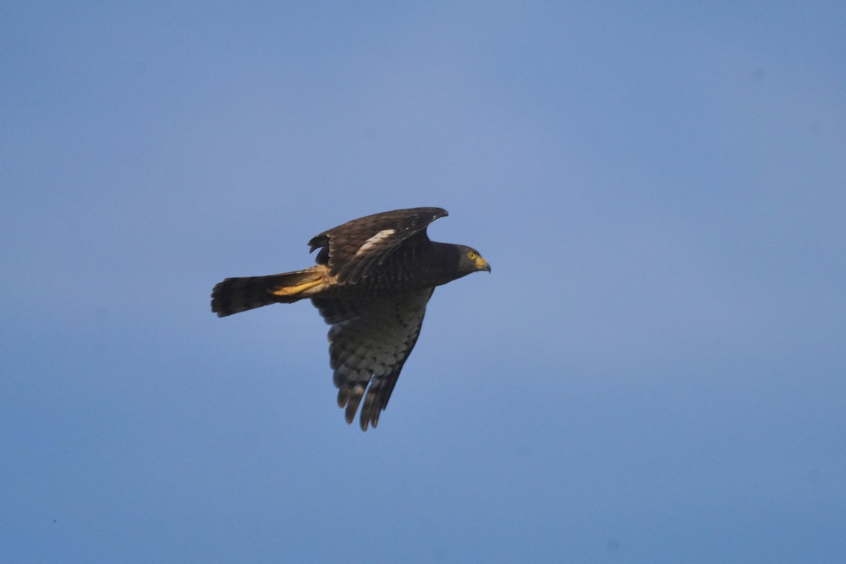 káně krahujová - ML647654977