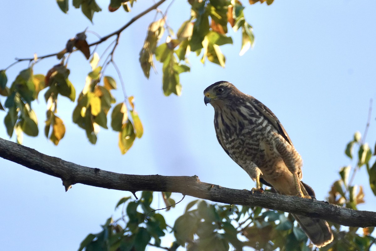 káně krahujová - ML647654978