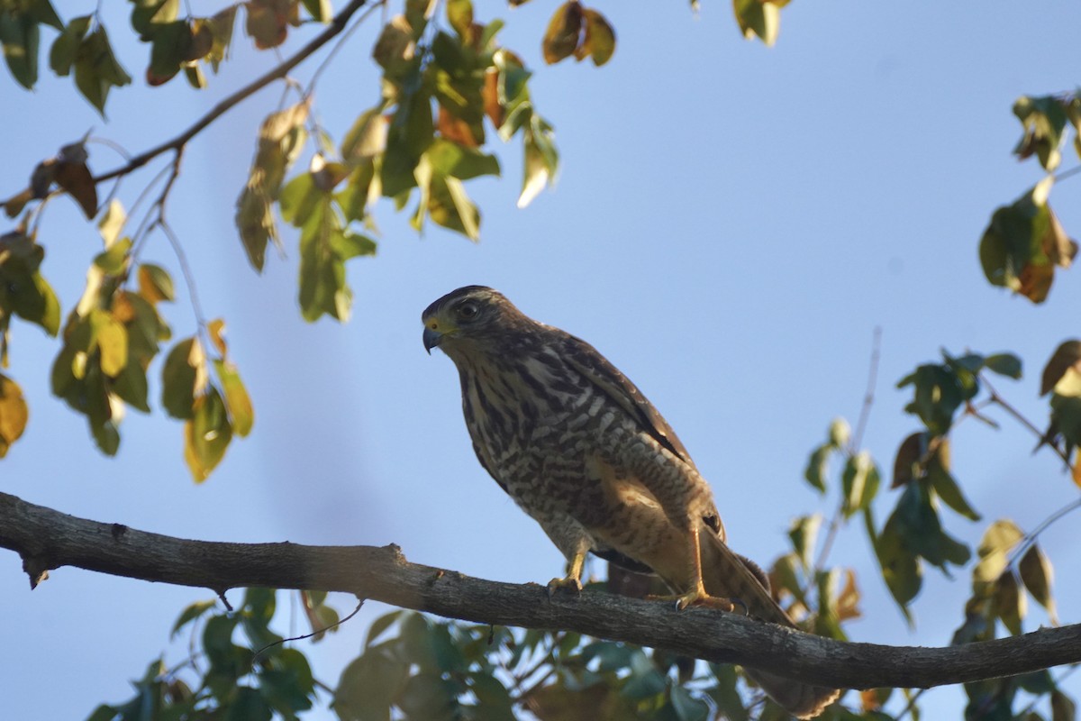 káně krahujová - ML647654979