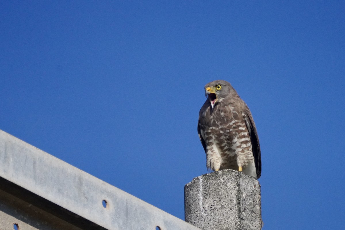 káně krahujová - ML647654980