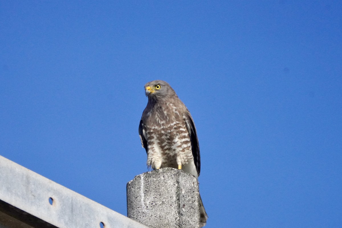 káně krahujová - ML647654981