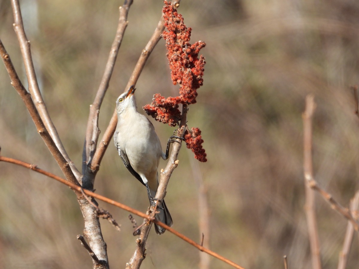 Northern Mockingbird - ML647654991