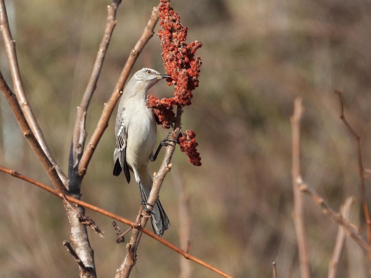 Northern Mockingbird - ML647654992