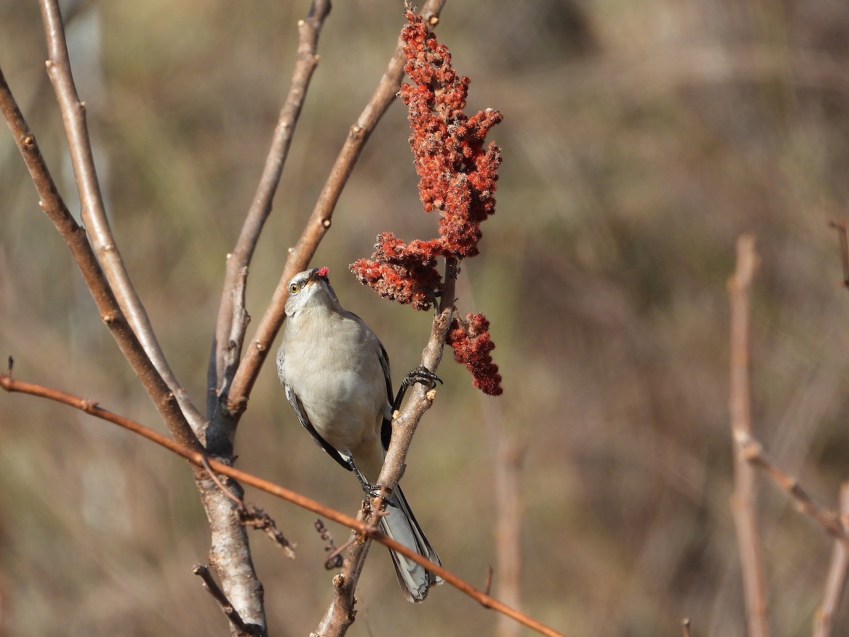 Northern Mockingbird - ML647654993