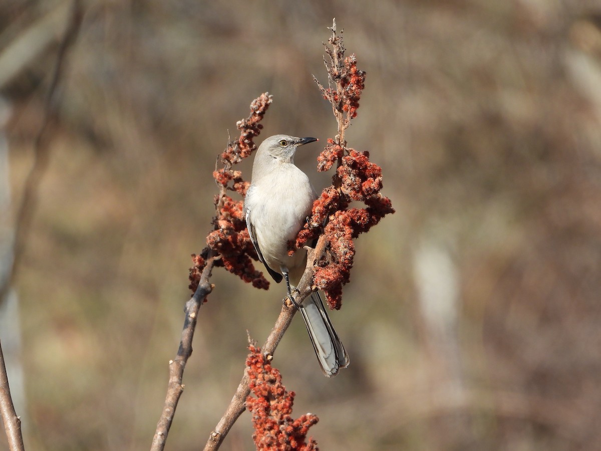 Northern Mockingbird - ML647654994