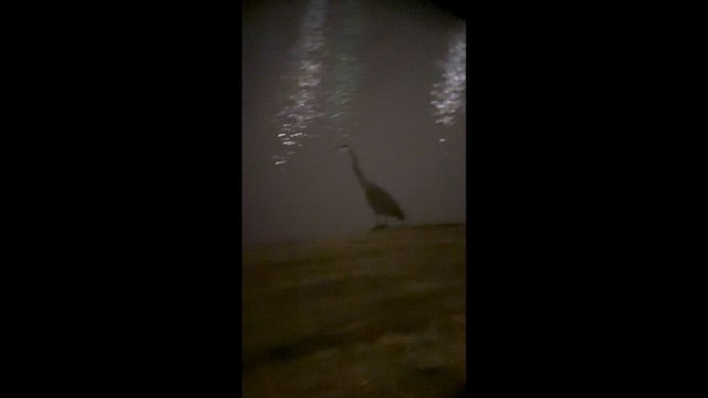 Большая голубая цапля - ML647655016