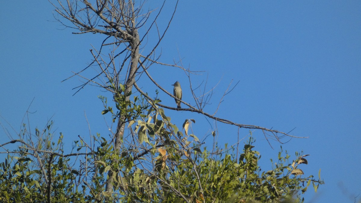 Greater Pewee - ML647655043