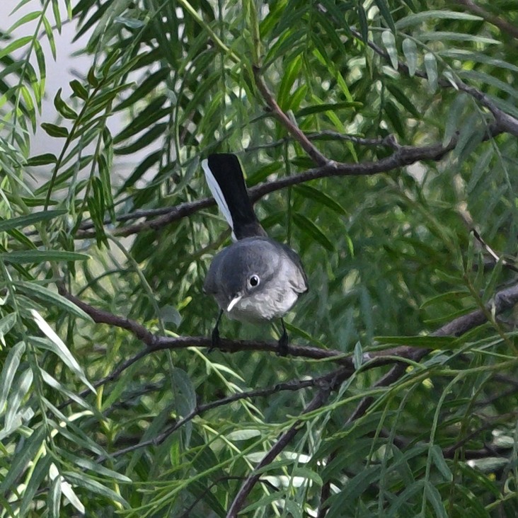 Blue-gray Gnatcatcher - ML647655047