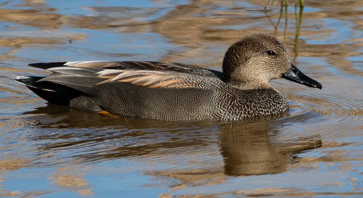 Canard chipeau - ML647655056