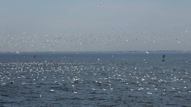 Северная олуша - ML647655080