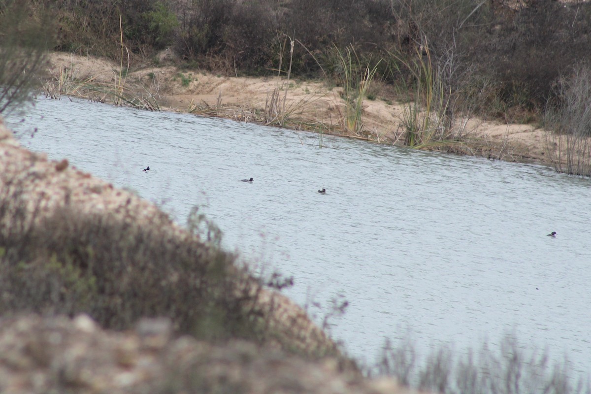 Common Goldeneye - ML647655087
